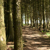 Central Scotland Forest Trust